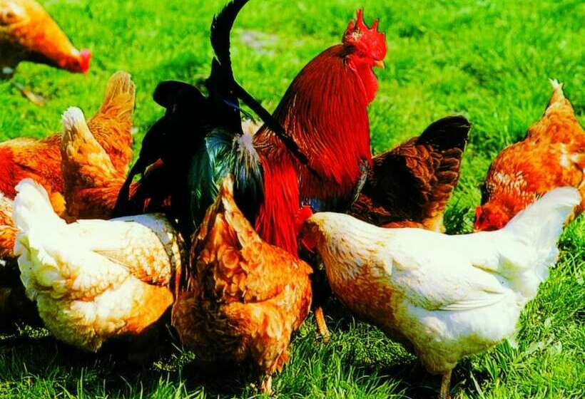 فندق Landpension Haus Ruth