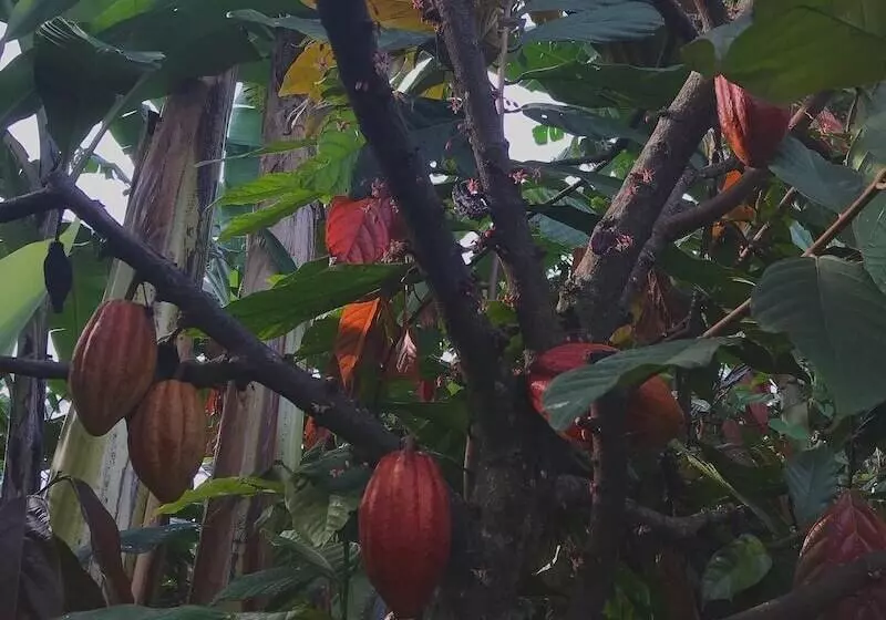 هتل Reserva Patrocinio