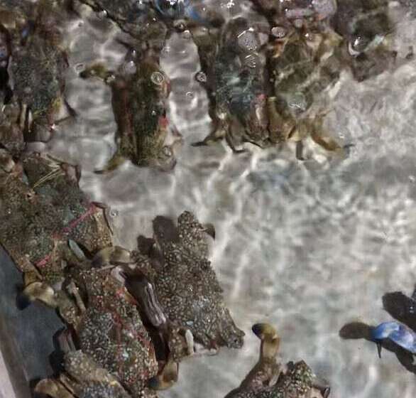 هتل Sea Breeze Lodge Ngapali