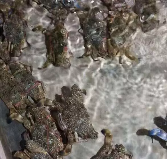 هتل Sea Breeze Lodge Ngapali