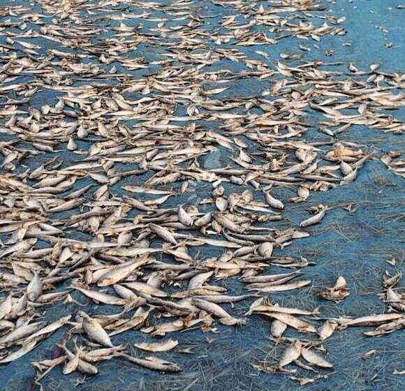 هتل Sea Breeze Lodge Ngapali