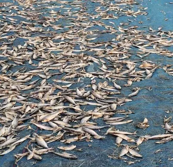 هتل Sea Breeze Lodge Ngapali