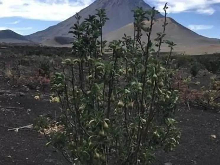 پانسیون Oasis Coba Tina