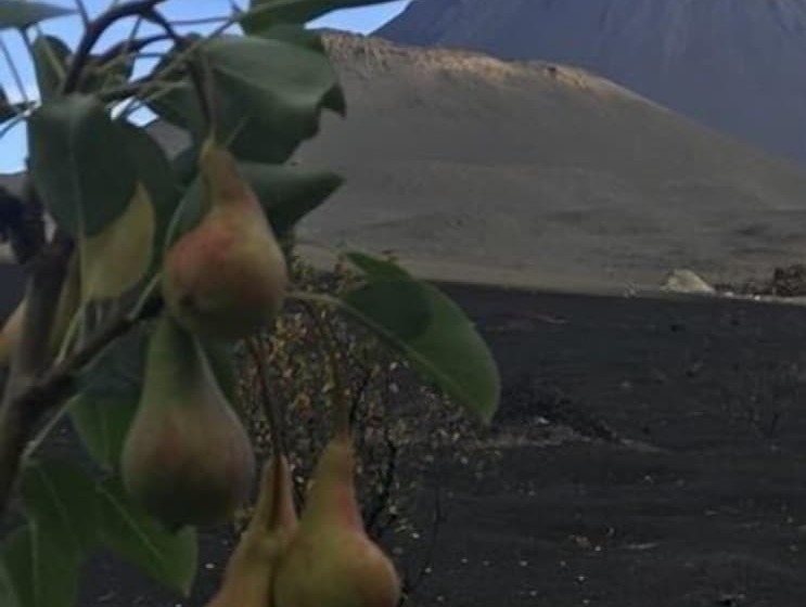 Pensione Oasis Coba Tina