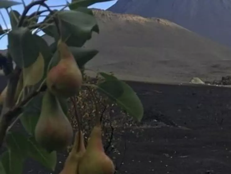 پانسیون Oasis Coba Tina