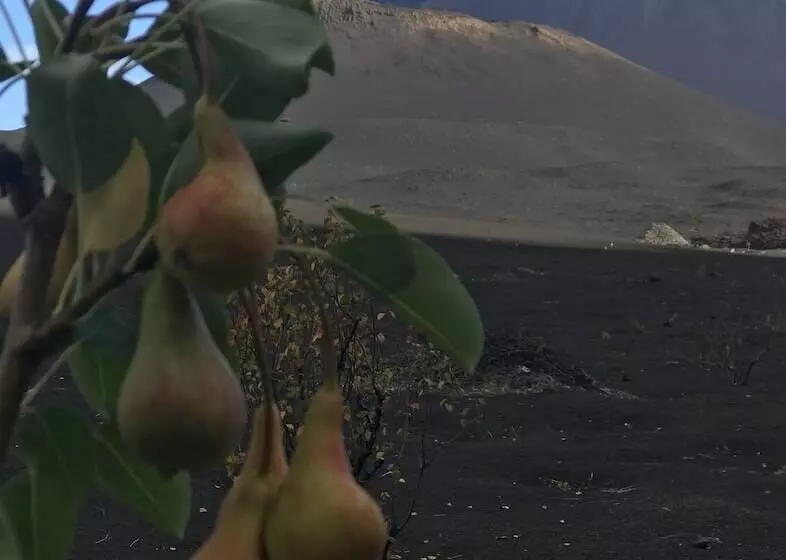 پانسیون Oasis Coba Tina