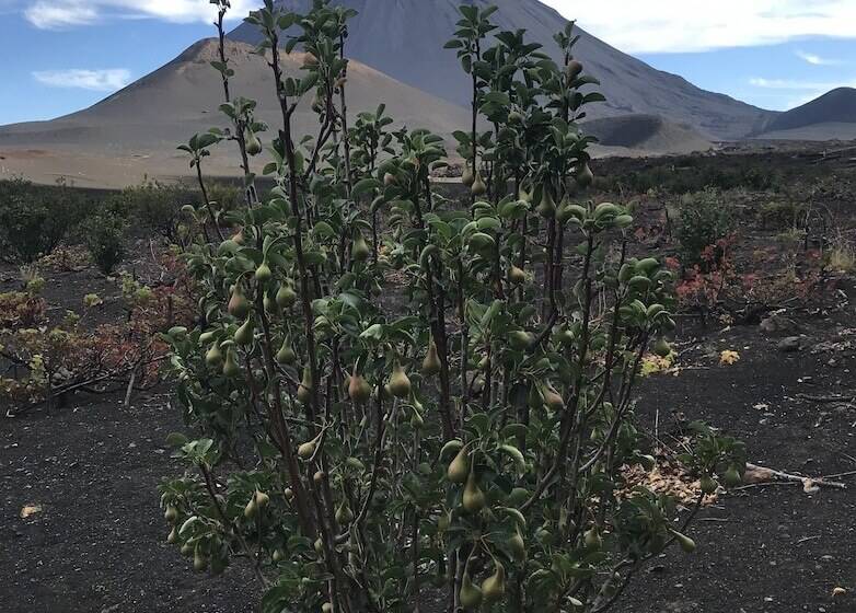 Pensione Oasis Coba Tina