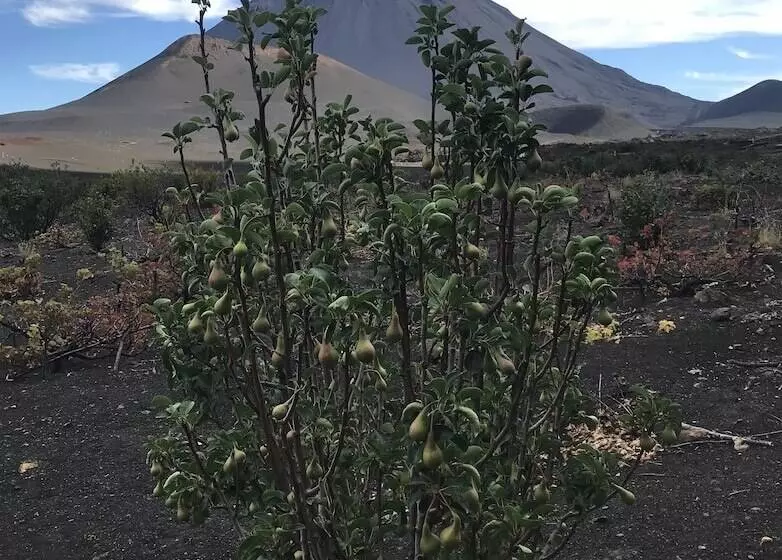 پانسیون Oasis Coba Tina