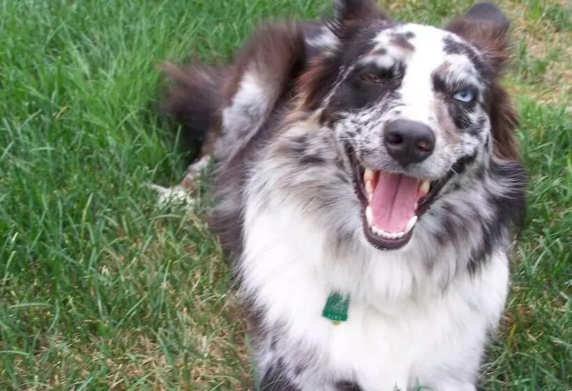 Aamiaismajoitus (B&B) Captain S Cottage