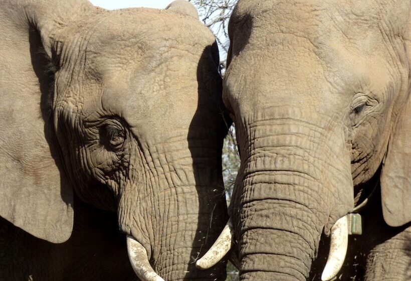 فندق Thorn Tree Bush Camp