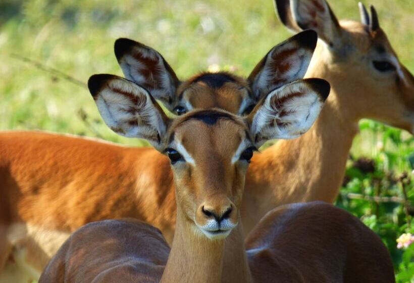 فندق Thorn Tree Bush Camp