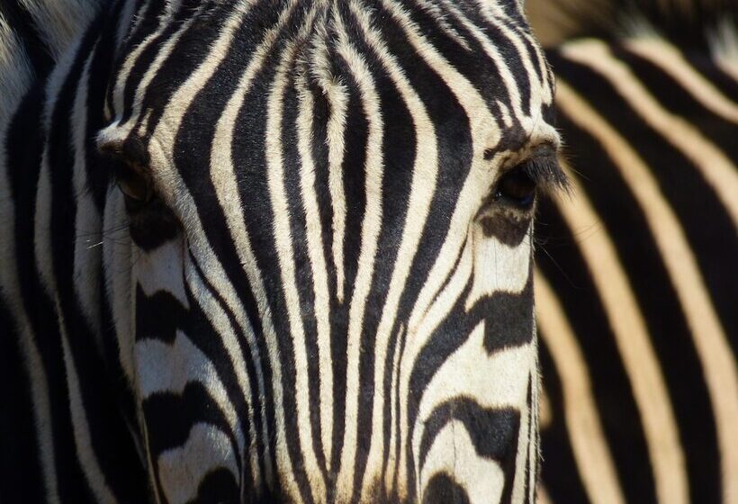 فندق Thorn Tree Bush Camp