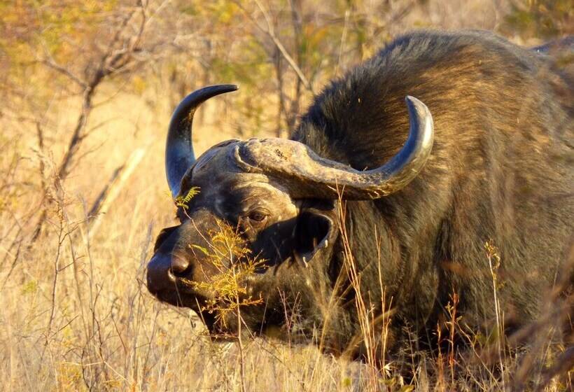 فندق Thorn Tree Bush Camp