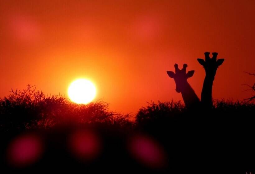 فندق Thorn Tree Bush Camp