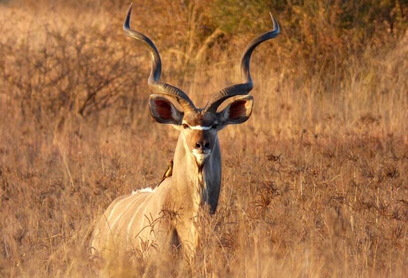 فندق Thorn Tree Bush Camp