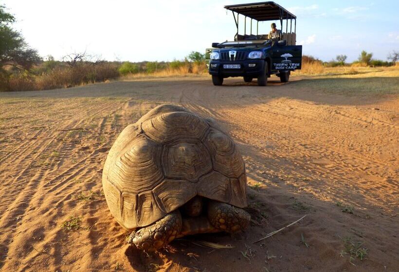 فندق Thorn Tree Bush Camp