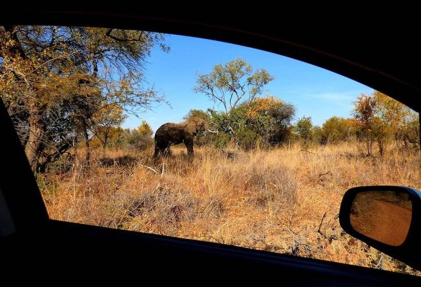 فندق Thorn Tree Bush Camp