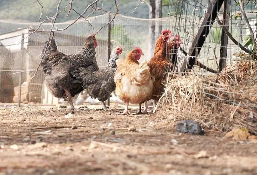 پانسیون Le Gite Du Koniambo