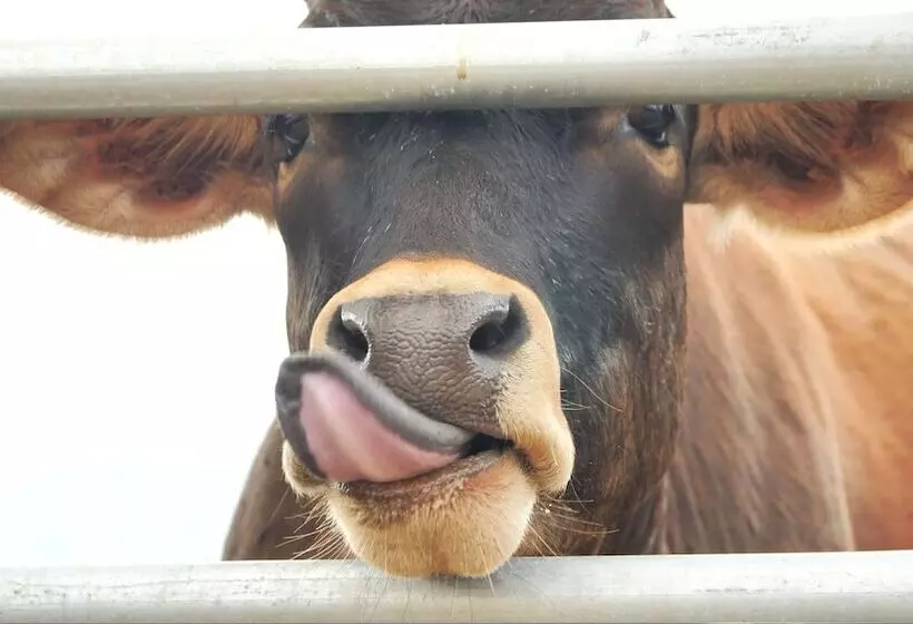 پانسیون Le Gite Du Koniambo