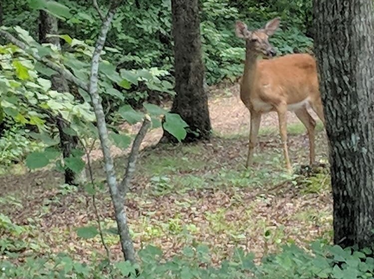 فندق Lago Linda Hideaway Camp