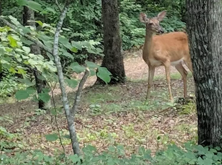 Hotelli Lago Linda Hideaway Camp