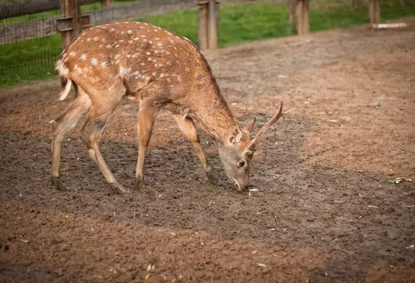 Country Resort Hotel All Inclusive