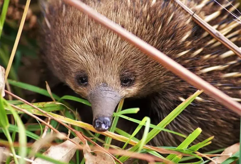 ホテル Bimbi Park   Camping Under Koalas