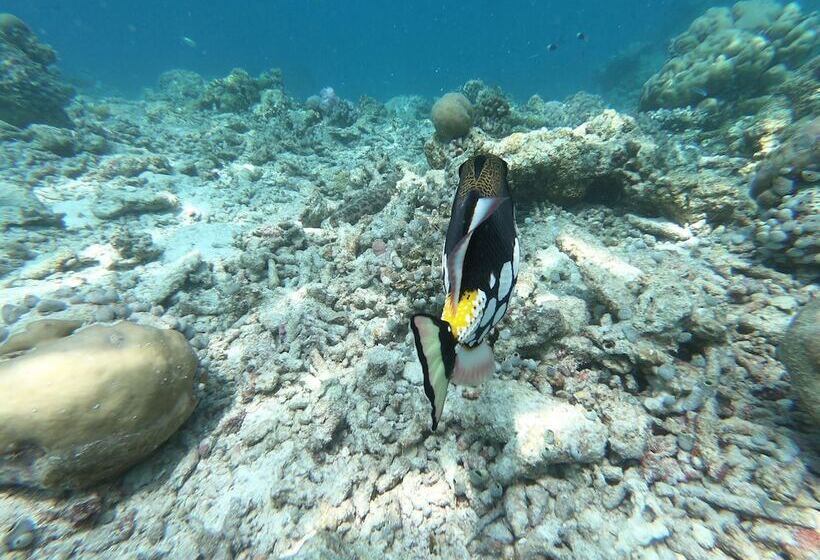 پانسیون Macnas