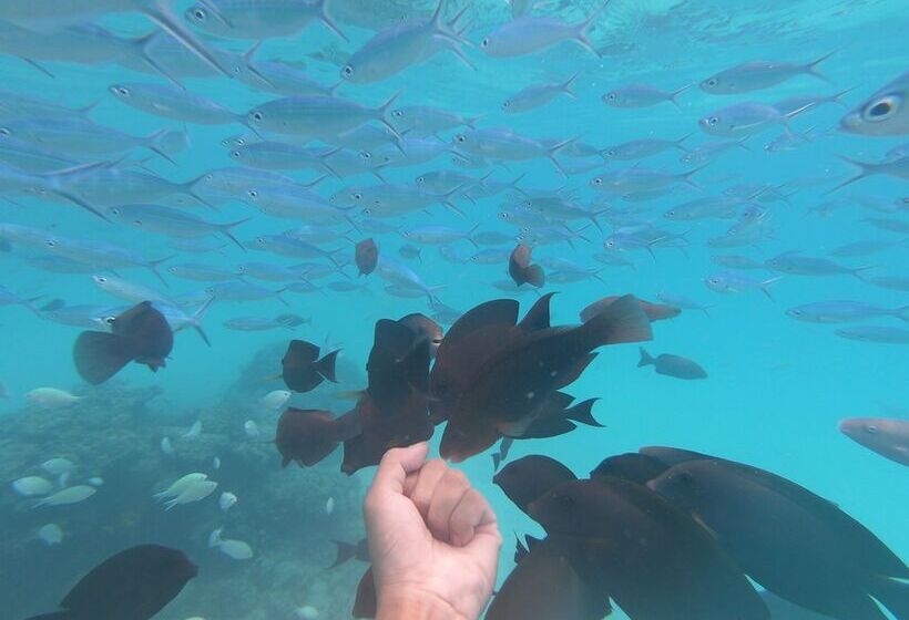 پانسیون Macnas