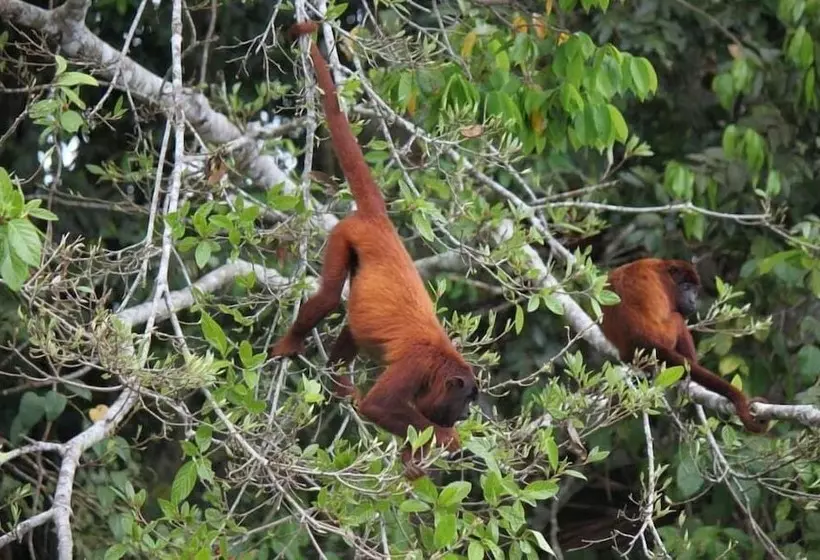 ホテル Ecolucerna Lodge Tambopata