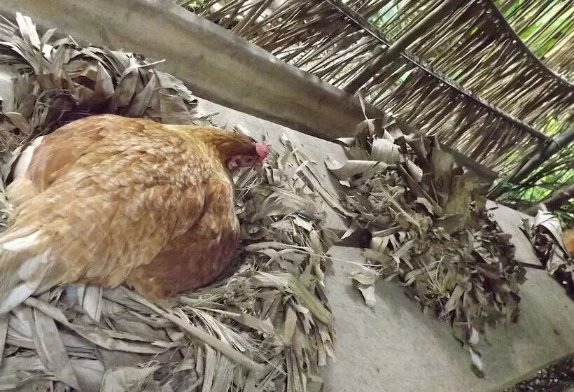 ホテル Ecolucerna Lodge Tambopata