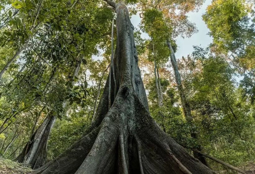 ホテル Ecolucerna Lodge Tambopata