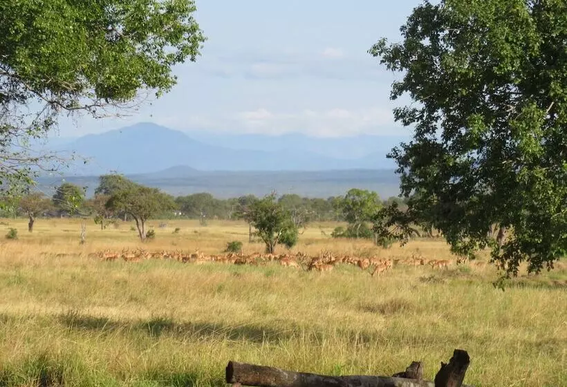 Hotelli Mikumi Wildlife Camp