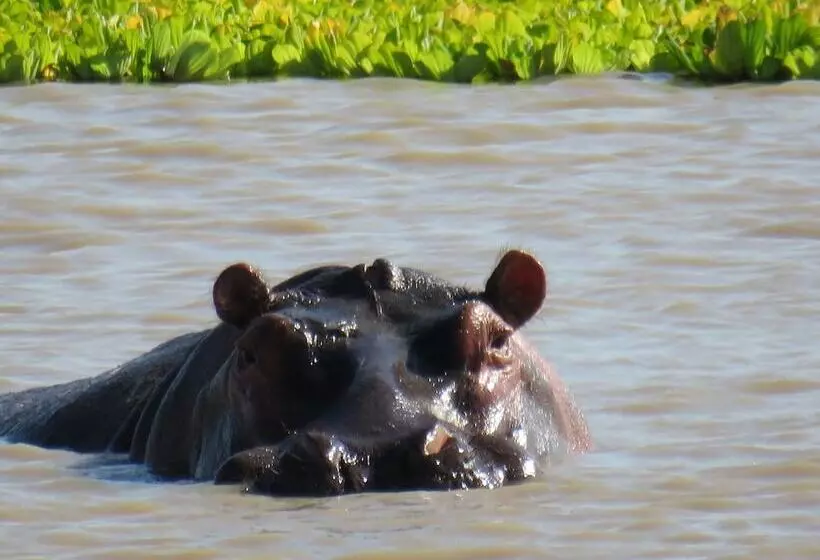 Hotelli Mikumi Wildlife Camp