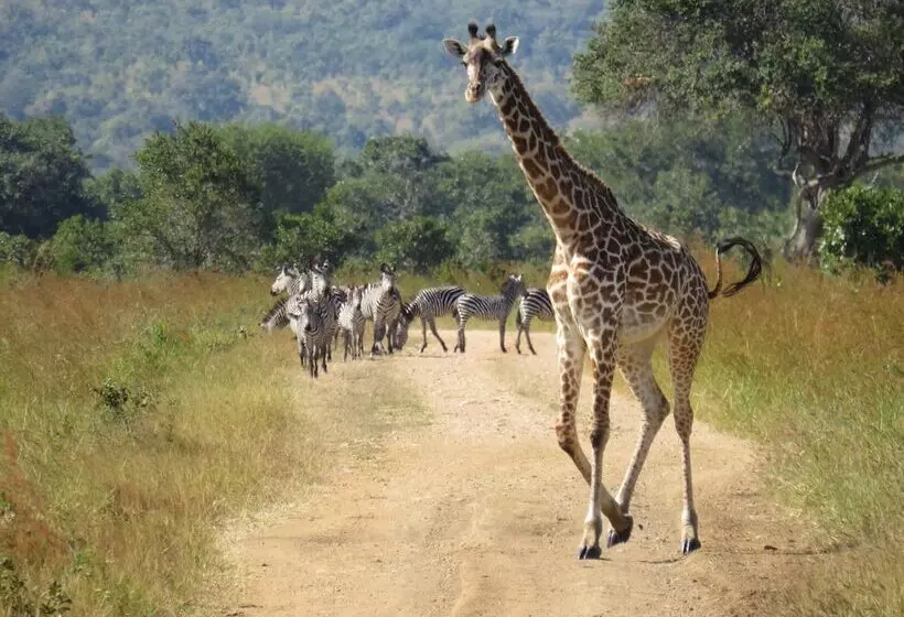 Hotelli Mikumi Wildlife Camp