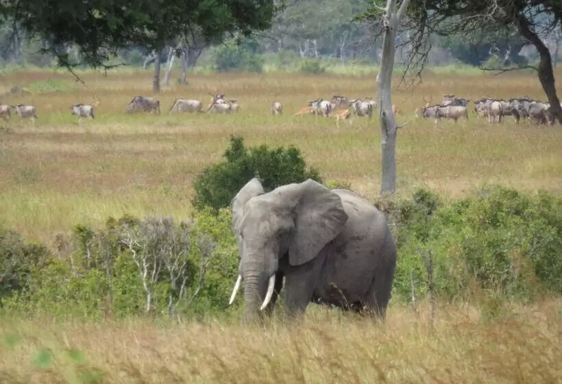 Hotelli Mikumi Wildlife Camp