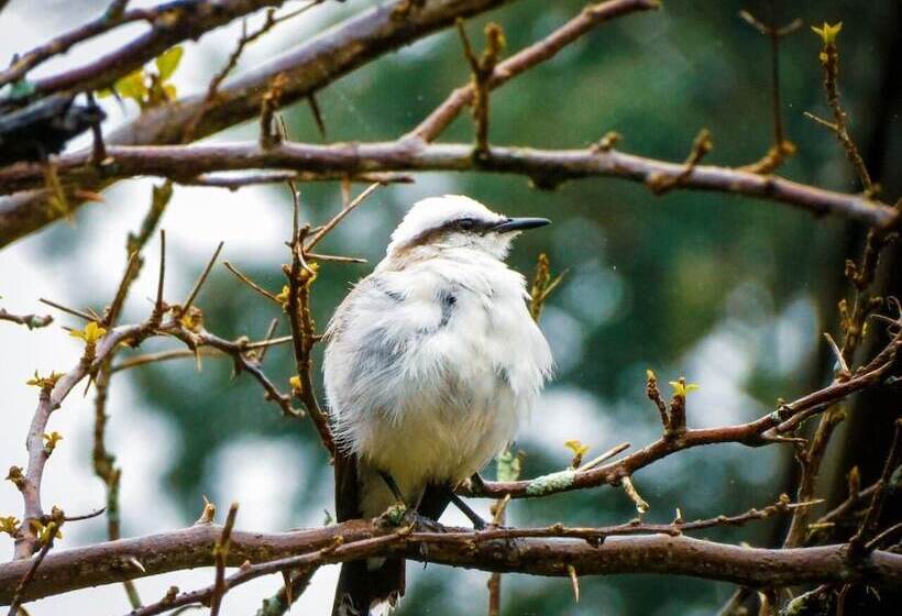 Hotel Rural Pousada Fazenda Polyanna