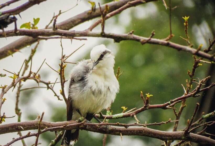 Hotel Rural Pousada Fazenda Polyanna