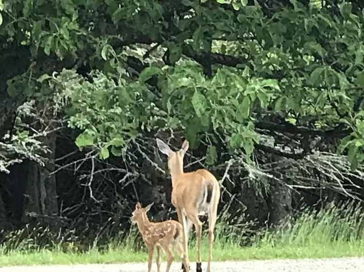 Whispering Waves Cottages