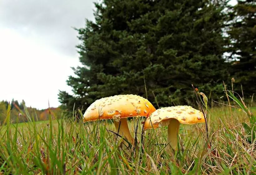Cajun Cedar Log Cottages