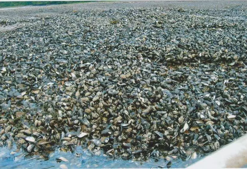 Millyard Recreation Riverfront Cottages