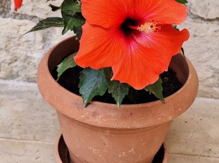 Hôtel Mountain Vista Resort