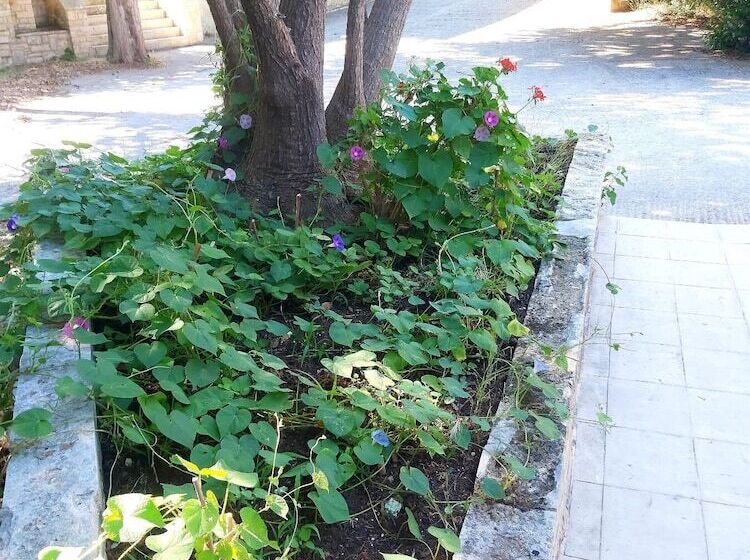 Hôtel Mountain Vista Resort