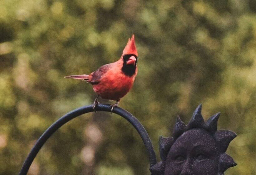 Les Chalets Du Trappeur