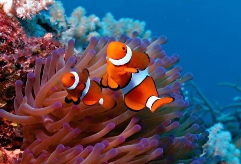 リゾートホテル Dunk Island View Caravan Park