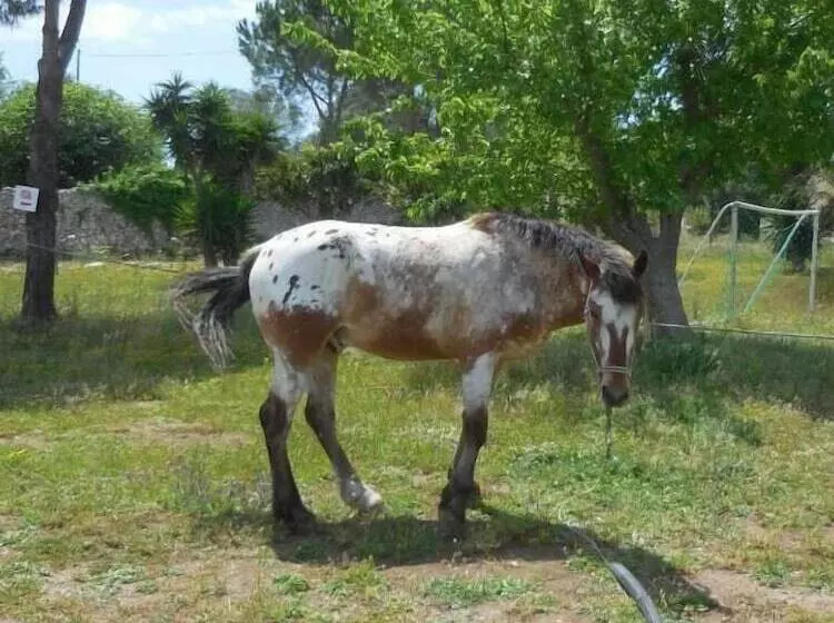 酒店 Villa Conca Marco