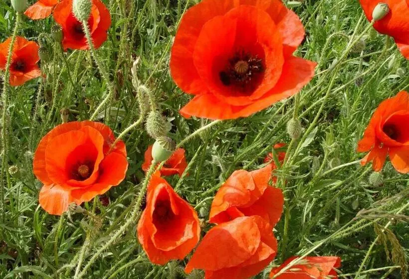 Hotelli Auberge Du Parc