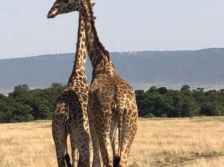 Hotel Hammerkop Migration Camp