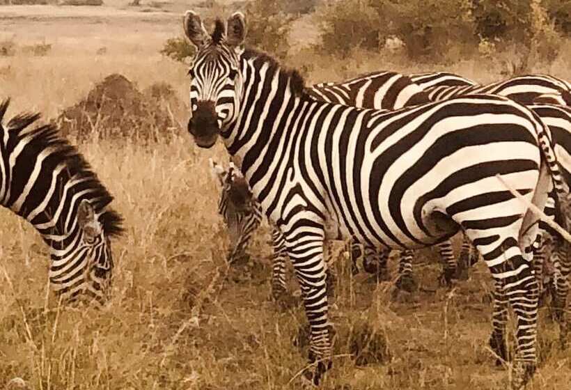 Hotel Hammerkop Migration Camp