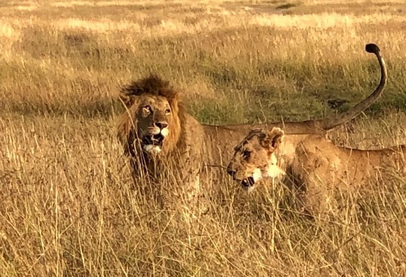 Hotel Hammerkop Migration Camp